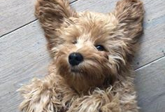 75543476_10158425412819879_2776838077899866112_n