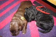 3990-66-1_09052013170910