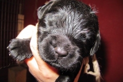 3994-66-1_09052013170911