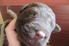 3995-66-1_09052013170911