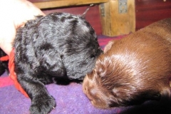 3997-66-1_09052013170911