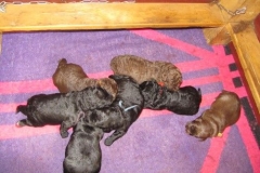 3998-66-1_09052013170911