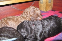 3999-66-1_09052013170911