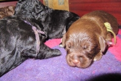 4001-66-1_09052013170911