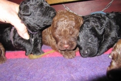 4002-66-1_09052013170911