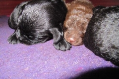 4003-66-1_09052013170911