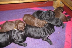 4004-66-1_09052013170911