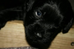 4016-66-1_23052013211912