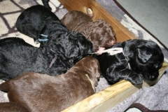 4017-66-1_23052013211912