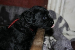 4018-66-1_23052013211912