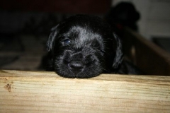 4019-66-1_23052013211912