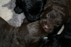 4020-66-1_23052013211912