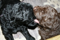 4021-66-1_23052013211912