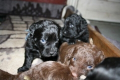 4022-66-1_23052013211912