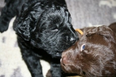 4023-66-1_23052013211912