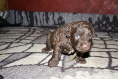 4025-66-1_23052013211913