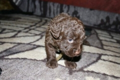 4026-66-1_23052013211913