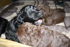 4027-66-1_23052013211913