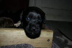 4028-66-1_23052013211913