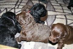 4029-66-1_23052013211913