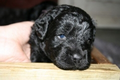 4030-66-1_23052013211913