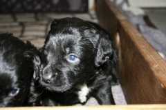 4031-66-1_23052013211913