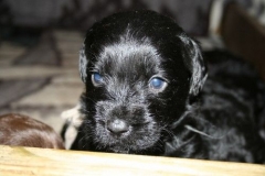 4032-66-1_23052013211913