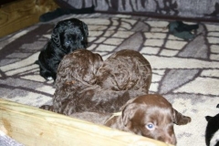 4033-66-1_23052013211913