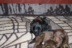 4035-66-1_23052013211913