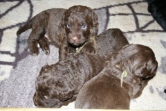 4037-66-1_23052013211913