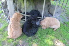 4063-66-1_07062013143356