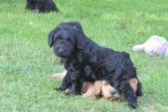 4067-66-1_07062013143356