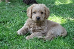 4068-66-1_07062013143356