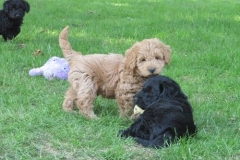 4069-66-1_07062013143357