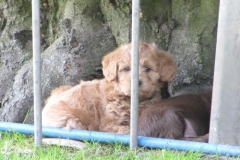 4070-66-1_07062013143357