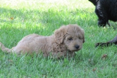 4075-66-1_07062013143357