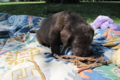 4079-66-1_07062013143357