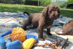 4082-66-1_07062013143357