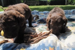 4084-66-1_07062013143358