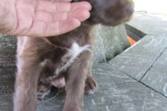 4089-66-1_07062013150221