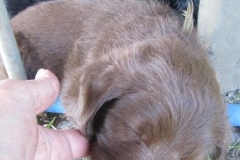 4090-66-1_07062013150221