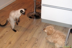 1415-31-1_17052011112136