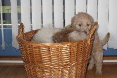 1423-31-1_17052011112139