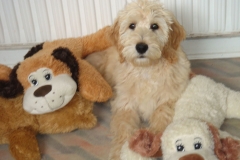 3592-31-1_19092012114629