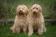 Doodledoodle og goldendoodle