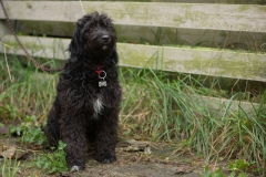 Goldendoodle F1 ..