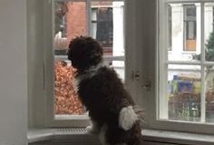 Balder Labradoodle F1B