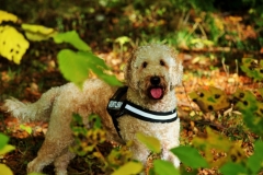 Boggy Goldendoodle F1