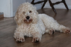 Cherry Labradoodle F1B