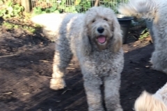 Coco Goldendoodle F1